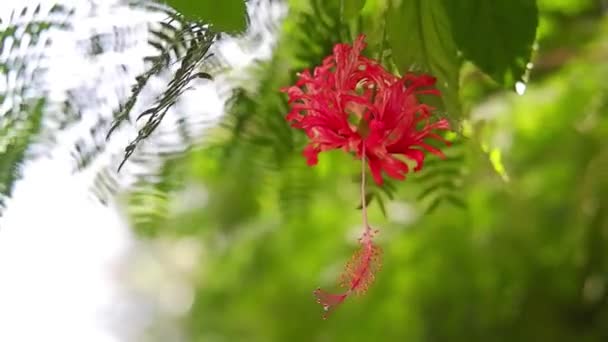 Florecimiento Rojo Rangoon Creeper Flores Rama Viento Luz Del Sol — Vídeo de stock