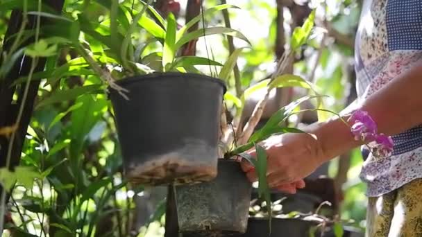 Fechado Acima Mão Asiática Mulher Está Jardinando Para Planta Seca — Vídeo de Stock