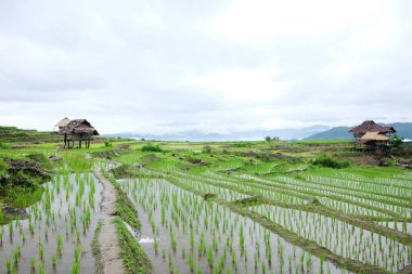 Tayland 'ın Chiangmai Eyaleti' nin kırsal kesimindeki Paddy pirinç tarlaları üzerinde yerel bir kulübe ve bir köy. Yeşillik, tropikal yağmur mevsimi konseptinde seyahat