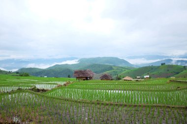 Tayland 'ın Chiangmai Eyaleti' nin kırsal kesimindeki Paddy pirinç tarlaları üzerinde yerel bir kulübe ve bir köy. Yeşillik, tropikal yağmur mevsimi konseptinde seyahat