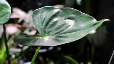 Philodendron yaprağının üzerine çiy damlası düşer.