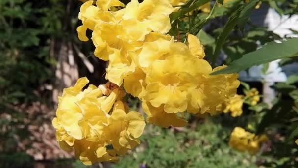 Flor Campanilla Amarilla Flores Rama Saúco Amarillo Luz Del Sol — Vídeos de Stock