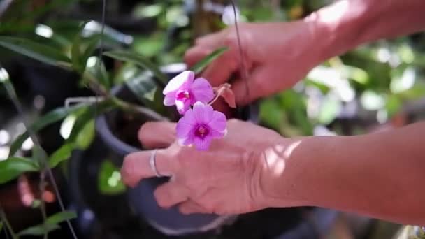 Zamknięte Azji Kobieta Ręka Jest Ogrodnictwo Dla Suchej Rośliny Storczyk — Wideo stockowe
