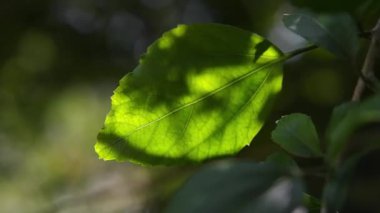Taze yeşil yapraklar rüzgârda çiçek açıyor ve tropikal bahçede doğal arka planda güneş ışığı.