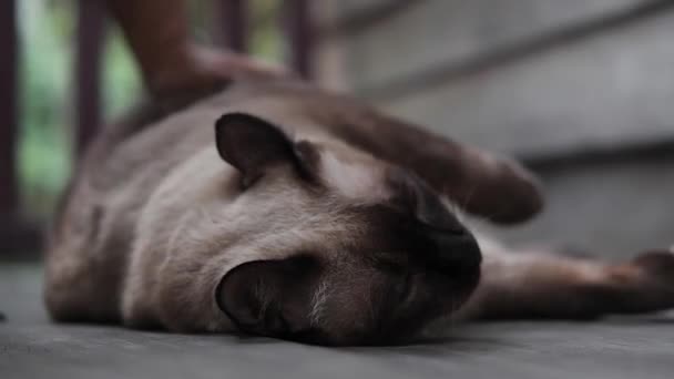Mujer Mano Acariciar Siamés Gato Piel Disfrutar Dormir Madera Terraza — Vídeos de Stock