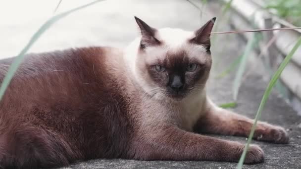 Happy Siamese Γάτα Χαλαρώνει Τσιμεντένιο Πάτωμα Στο Φυσικό Κήπο — Αρχείο Βίντεο