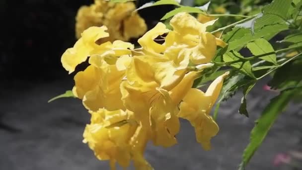 Insecto Abeja Flor Campanilla Amarilla Flores Rama Saúco Amarillo Luz — Vídeos de Stock
