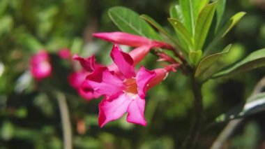 Pembe Bignonia ya da Çöl Gülü çiçekleri rüzgarda çiçek açıyor ve bahçedeki güneş ışığı doğal arkaplanda.