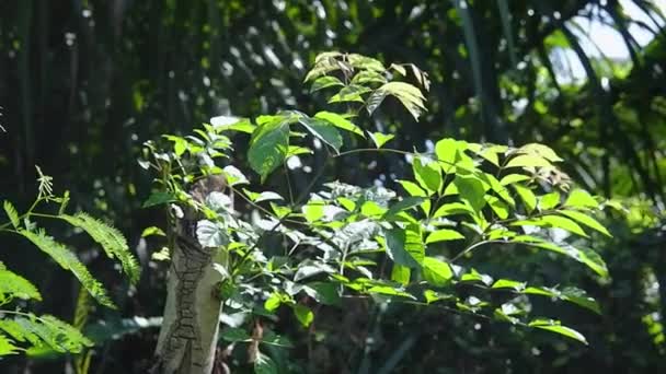 Green Leaves Branch Blooming Wind Sunlight Tropical Garden Natural Background — Stock Video