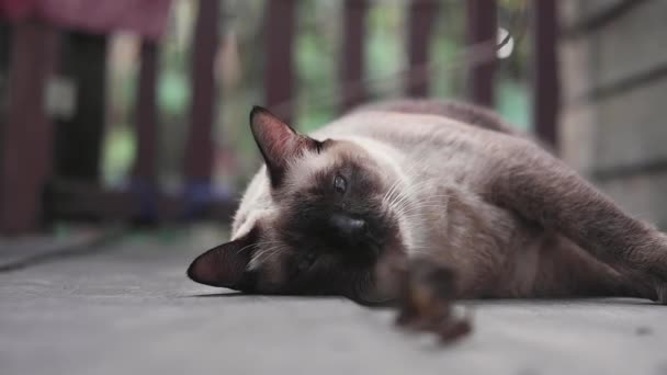 Gato Siamés Disfrutar Jugar Hoja Seca Terraza Madera — Vídeos de Stock