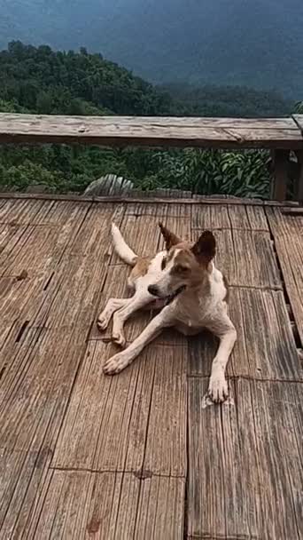 Hund Sitzt Auf Holzterrasse Auf Dem Land — Stockvideo