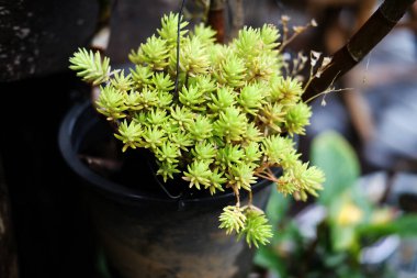 Çiçek açan taze altın yosun sedum bitkisi kaktüs sulu siyah tencere içinde tropikal bahçede süslenmiş