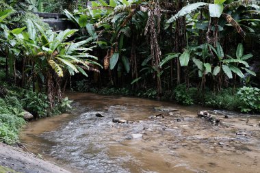 Taze su manzarası ve tropikal yağmur ormanlarındaki kayalar ve Tayland 'daki yeşillik ormanları arasında akan akarsular.