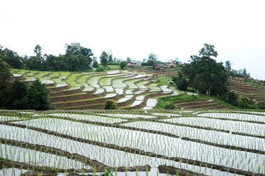 Tayland 'ın Chiangmai Eyaleti' nde, kırsal alanda sisli Paddy pirinç tarlalarının manzarası. Yeşil tropikal yağmur mevsiminde seyahat