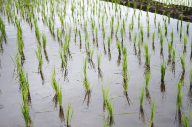 Tayland 'ın Chiangmai Eyaleti' nde, kırsal alanda sisli Paddy pirinç tarlalarının manzarası. Yeşil tropikal yağmur mevsiminde seyahat