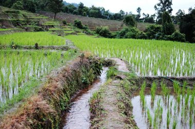 Tayland 'ın Chiangmai Eyaleti' nde, kırsal alanda sisli Paddy pirinç tarlalarının manzarası. Yeşil tropikal yağmur mevsiminde seyahat