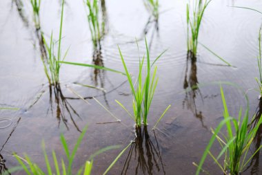 Tayland 'ın Chiangmai Eyaleti' nin kırsalında, sisli dağlarda yeni ekilmiş çeltik pirinç tarlalarının manzarası. Yeşillik, tropikal yağmur mevsimi konseptinde seyahat
