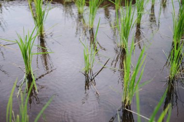 Tayland 'ın Chiangmai Eyaleti' nin kırsalında, sisli dağlarda yeni ekilmiş çeltik pirinç tarlalarının manzarası. Yeşillik, tropikal yağmur mevsimi konseptinde seyahat
