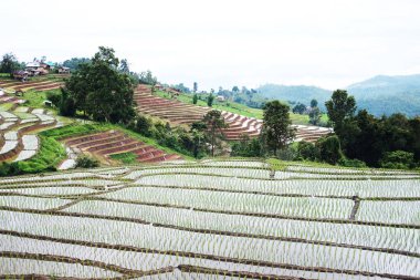 Tayland 'ın Chiangmai Eyaleti' nin kırsalında, sisli dağlarda yeni ekilmiş çeltik pirinç tarlalarının manzarası. Yeşillik, tropikal yağmur mevsimi konseptinde seyahat