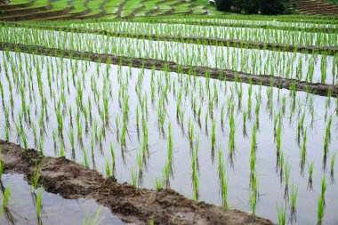 Tayland 'ın Chiangmai Eyaleti' nin kırsalında, sisli dağlarda yeni ekilmiş çeltik pirinç tarlalarının manzarası. Yeşillik, tropikal yağmur mevsimi konseptinde seyahat