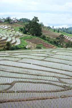 Tayland 'ın Chiangmai Eyaleti' nin kırsalında, sisli dağlarda yeni ekilmiş çeltik pirinç tarlalarının manzarası. Yeşillik, tropikal yağmur mevsimi konseptinde seyahat