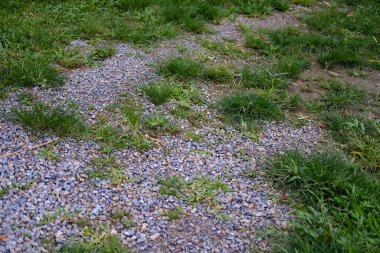 Çimen tarlası çakıl zeminde