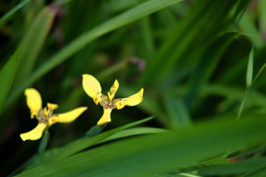 Çiçekli sarı yürüyen iris, Tanrı 'nın eli, tropikal bahçede Neomarica longifolia bitkileri