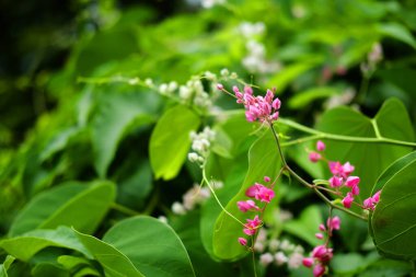 Çiçekli pembe ve beyaz mercan çanı ya da tropik bahçede antigonon leptopot çiçeği. Mercan Vine, Meksika Sarmaşığı, Kraliçe Çelengi, Arı Çalı, Coralita, San Miguelito Sarmaşığı