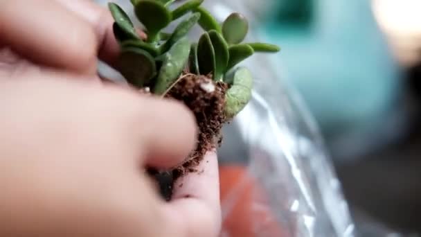 정원사의 여자의 부드러운 식물을 냄비에 토양을 — 비디오