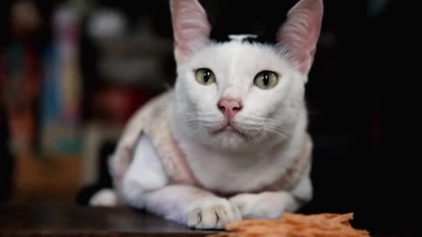 Adorable Lindo Gato Blanco Está Comiendo Comida Pellets Gato Suelo — Vídeos de Stock