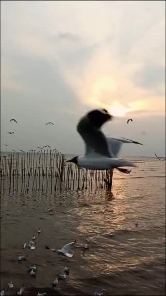 从蒙古到泰国 迁徙的海鸥在夕阳中飞翔 天色朦胧的天空掠过地平线 — 图库视频影像