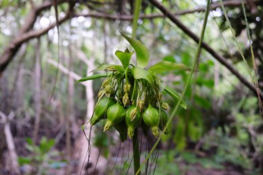 Mantar ağacı, Tayland 'ın Mangrove Ormanı' ndaki Crabapple Mangrove 'da meyve tomurcukları.