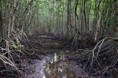 Crabapple Mangrove in Mangrove Forest in Thailand clipart