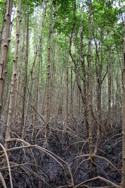 Tayland 'daki Mangrove Ormanı' nda yaban elması.