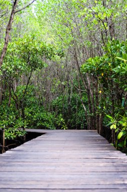 Horoz bitkilerindeki ahşap köprü geçidi ya da Tayland tropikal yağmur ormanlarındaki Mangrove Mangrove 'lu Crabapple Mangrove.