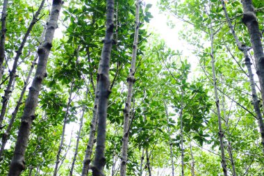 Yarak bitkilerinde ya da doğal güneş ışığı olan Crabapple mangrove ormanlarında hedef çevresel koruma