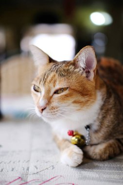 Şirin turuncu kedi evde yere yattı.