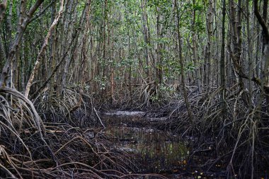 Yarak bitkilerinde ya da doğal güneş ışığı olan Crabapple mangrove ormanlarında hedef çevresel koruma