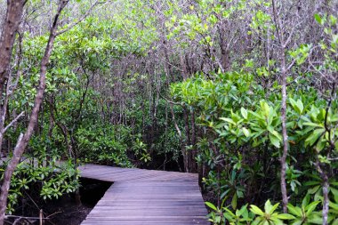 Horoz bitkilerindeki ahşap köprü geçidi ya da Tayland tropikal yağmur ormanlarındaki Mangrove Mangrove 'lu Crabapple Mangrove.