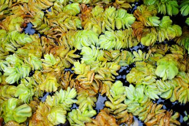 Salvinia molesta tropikal ot ya da su eğreltiotu gölet ve akvaryumda yüzen küçük bir su bitkisidir.