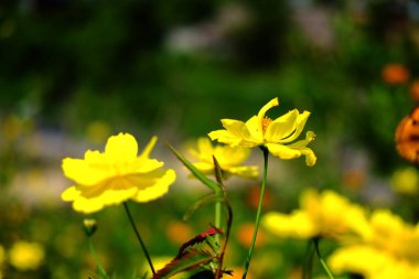Çiçek açan tropikal sarı sülfür kozmosu yazın bahçedeki tarım tarlaları