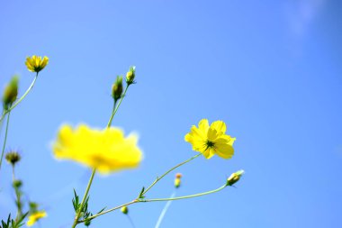 Çiçek açan tropikal sarı sülfür kozmosu yazın mavi gökyüzü ile dallanır. Boşluğu kopyala