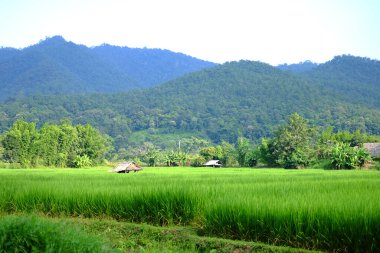 Tayland 'da pirinç tarlasında dinlenmek ve dinlenmek için bulunan tropik sazdan kulübe.