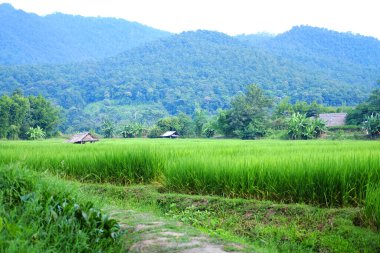 Tayland 'da pirinç tarlasında dinlenmek ve dinlenmek için bulunan tropik sazdan kulübe.