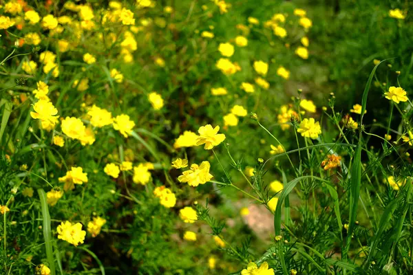 stock image Blooming tropical yellow sulfur cosmos flowers agriculture field in garden on summer