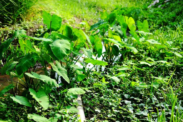 stock image Fresh tripical Elephant ear or Cocoyam leaf plant grows along streams and rice fields in villages and rural area In Thailand