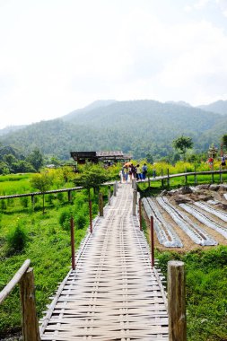 Mae Hong Son, Thailand - October 06, 2018: Tourist walking across on  woven wooden bridge in nursery cosmos flowers meadow and plant agriculture field and greenery paddy rice terrace on hill  clipart