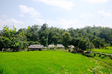 Mae Hong Son, Thailand - October 06, 2018: Aerial view of tourist walking across on  woven wooden bridge in nursery plant agriculture field and greenery paddy rice terrace on hill  clipart