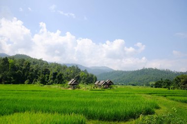 Tayland kırsalında güneşli bir dağ üzerindeki tropik ahşap kulübe yeşillik çeltik pirinç tarlası manzarası