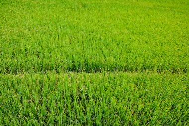 Tayland kırsalında güneşli bir dağ üzerinde yeşil çeltik tarlası tarlası.